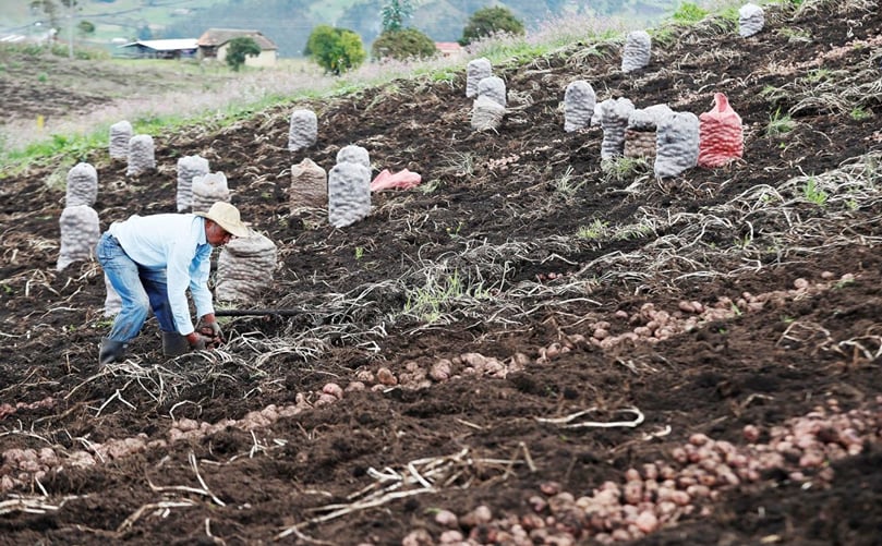 Campo de cultivo de papa. Campo de cultivo de papa.