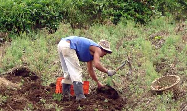 INTA impulsa el desarrollo de nuevas variedades de papa, yuca y camote en Costa Rica.