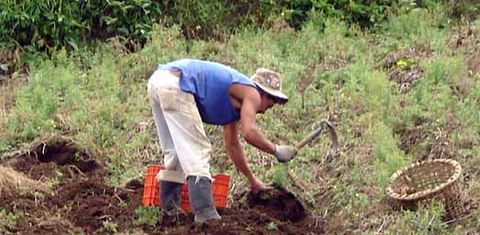 INTA impulsa el desarrollo de nuevas variedades de papa, yuca y camote en Costa Rica.