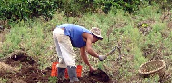 INTA impulsa el desarrollo de nuevas variedades de papa, yuca y camote en Costa Rica.