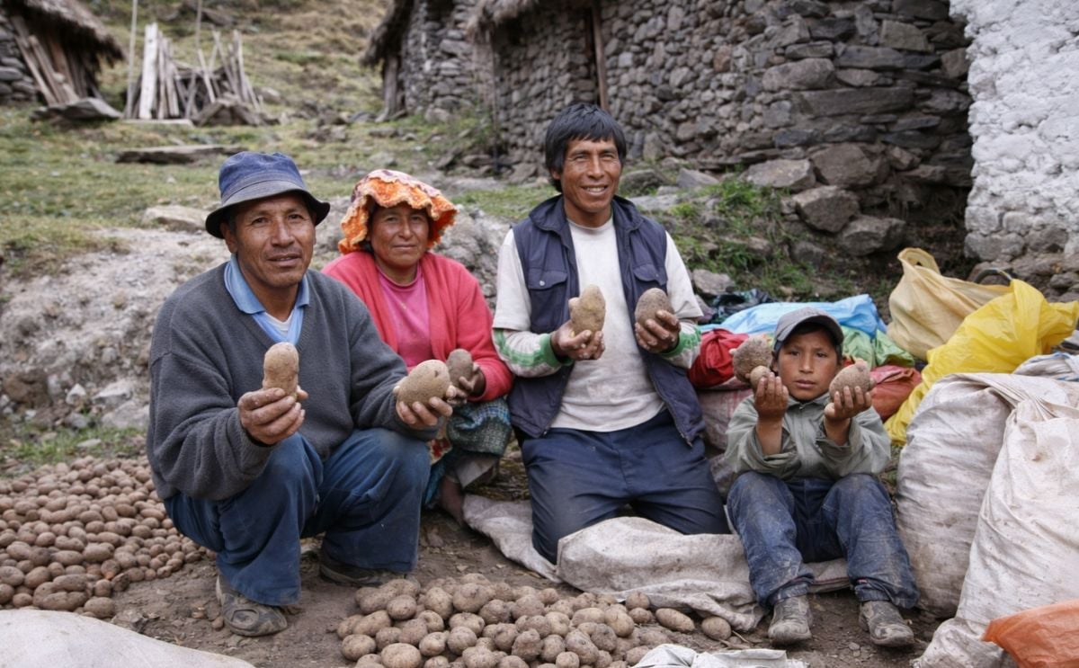 Agricultores de papa peruanos Agricultores de papa peruanos