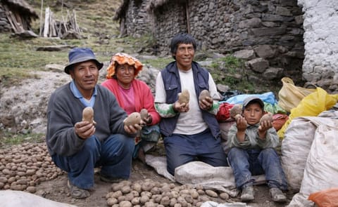 Proyecto del CIP desarrollará red de sitios de alta diversidad de papas nativas para su monitoreo in-situ Proyecto del CIP desarrollará red de sitios de alta diversidad de papas nativas para su monitoreo in-situ
