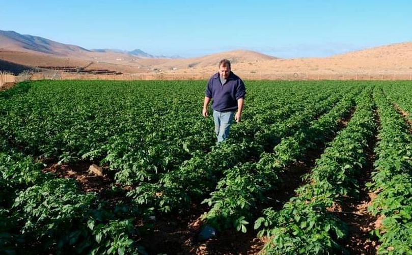 Ramón Torres, en el cultivo de papas de Iscao, en Toto, donde plantó 80 sacos hace dos meses que recogerá en abril. (Courtesy: Acfi Press)