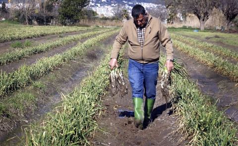 El agricultor Josep Pañella muestra sus campos llenos de barro tras el temporal. El agricultor Josep Pañella muestra sus campos llenos de barro tras el temporal.