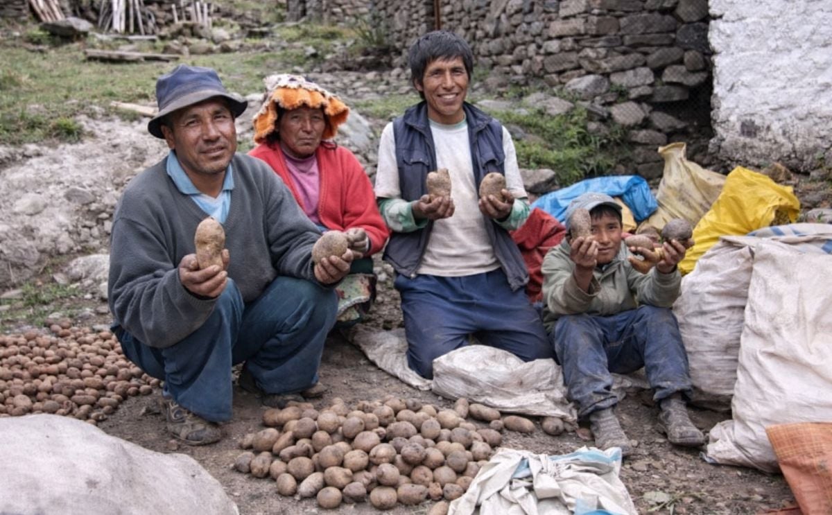 Agricultores de papa peruanos Agricultores de papa peruanos