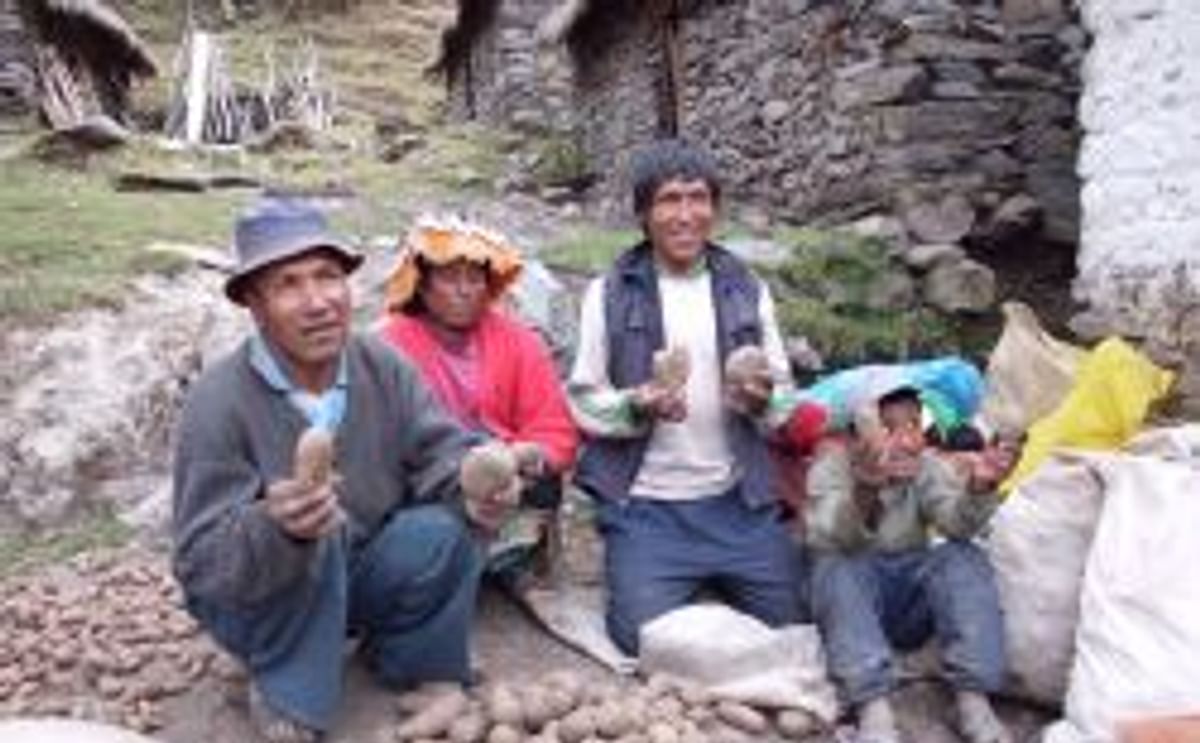 Agricultores de papa peruanos Agricultores de papa peruanos