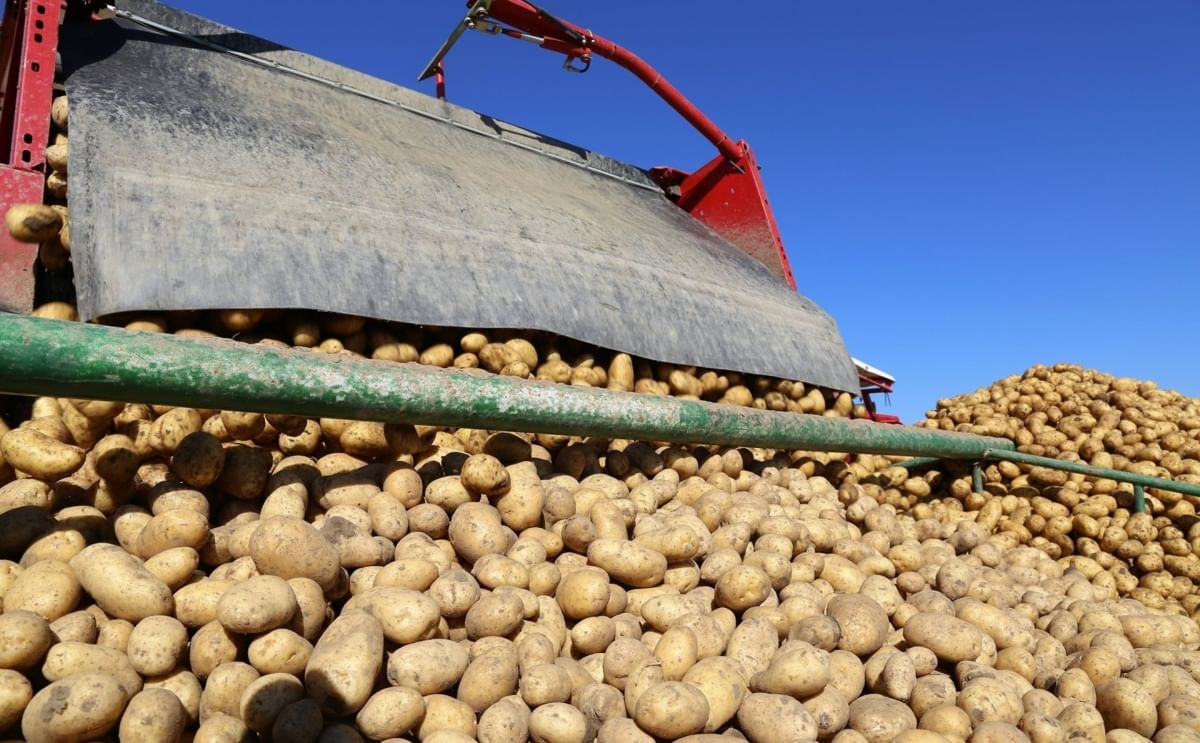 Scotland looks to expand seed potato exports while negotiating for return to EU market Scotland looks to expand seed potato exports while negotiating for return to EU market