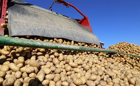 Scotland looks to expand seed potato exports while negotiating for return to EU market Scotland looks to expand seed potato exports while negotiating for return to EU market
