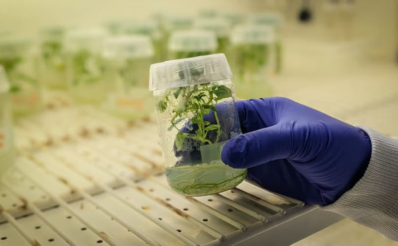 The researchers did their tests in the greenhouse and in the lab. The researchers did their tests in the greenhouse and in the lab.