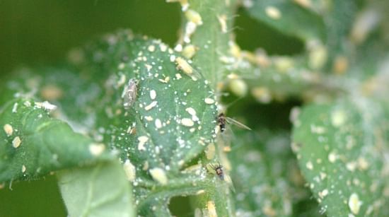 Pysllids of all ages cover a tomato plant in Dr. Ada Szczepaniec’s greenhouse study. (Texas A&M AgriLife Communication photo by Kay Ledbetter)