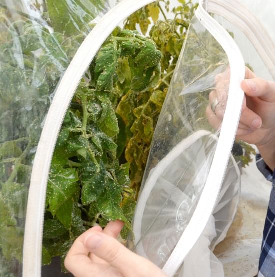 Damage to tomato plants from psyllids can be seen in the insecticide study by Dr. Ada Szczepaniec, Texas A&M AgriLife Research entomologist in Amarillo. (Texas A&M AgriLife Communications photo by Kay Ledbetter)