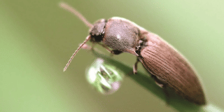 Potato wireworm Potato wireworm