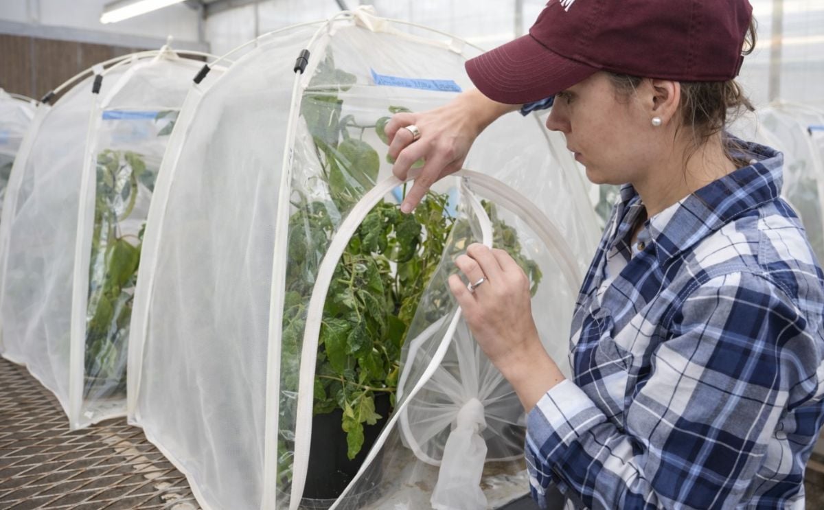Growing Insecticide Resistance of Potato Psyllids investigated at AgriLife Research Growing Insecticide Resistance of Potato Psyllids investigated at AgriLife Research