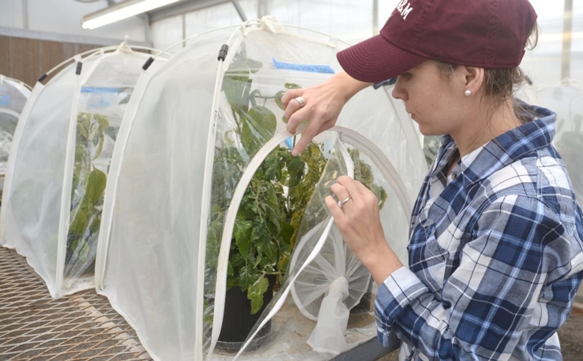 Dr. Ada Szczepaniec, Texas A&M AgriLife Research entomologist, examines psyllid activity. (Courtesy: Texas A&M AgriLife Communications photo by Kay Ledbetter)