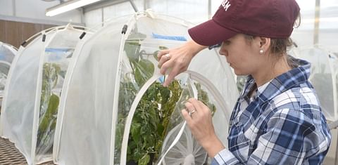 Growing Insecticide Resistance of Potato Psyllids investigated at AgriLife Research