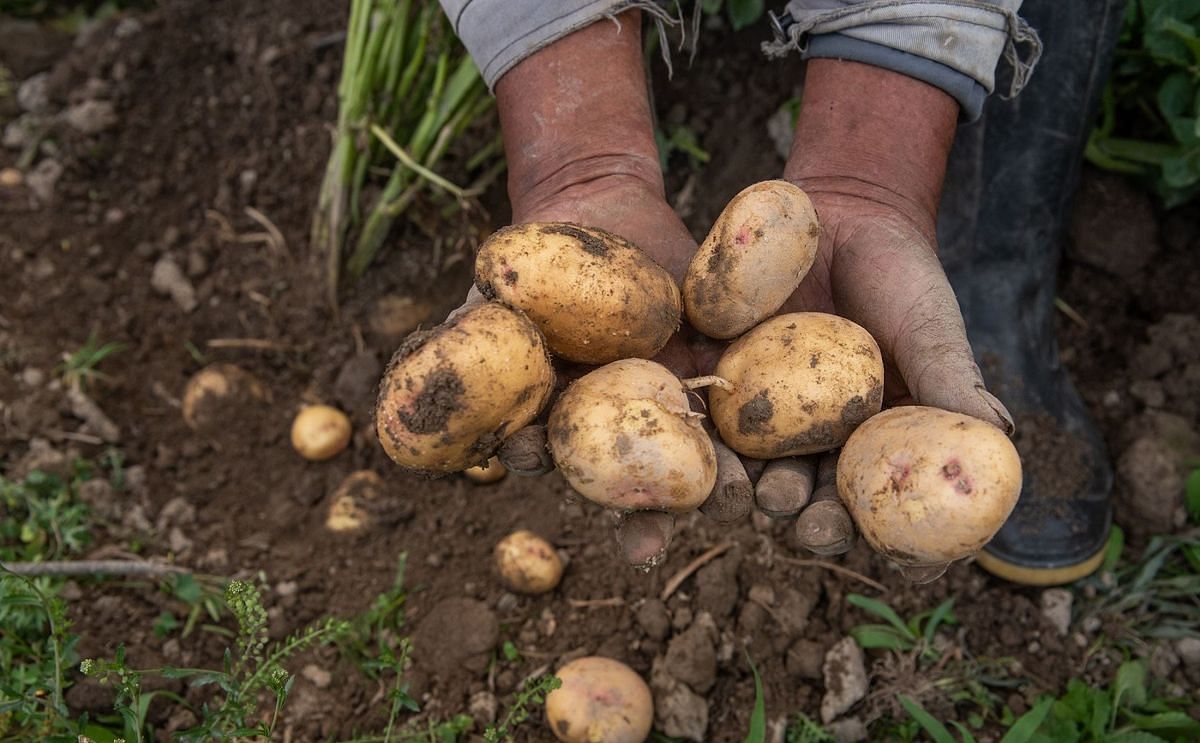 Peru: Agrobanco financed the production of 375,000 tons of potatoes nationwide. Peru: Agrobanco financed the production of 375,000 tons of potatoes nationwide.