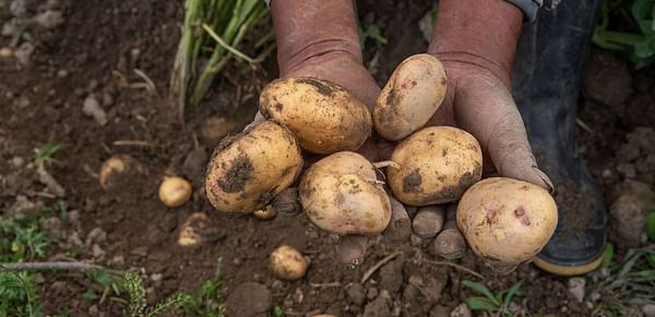 Peru: Agrobanco financed the production of 375,000 tons of potatoes nationwide.