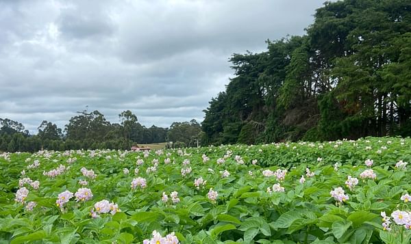 A potato field of Agronico in bloom in Tasmania, Australia (Variety Atlantic) 