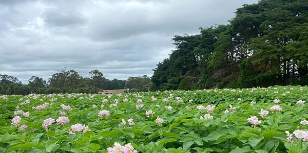 A potato field of Agronico in bloom in Tasmania, Australia (Variety Atlantic) 