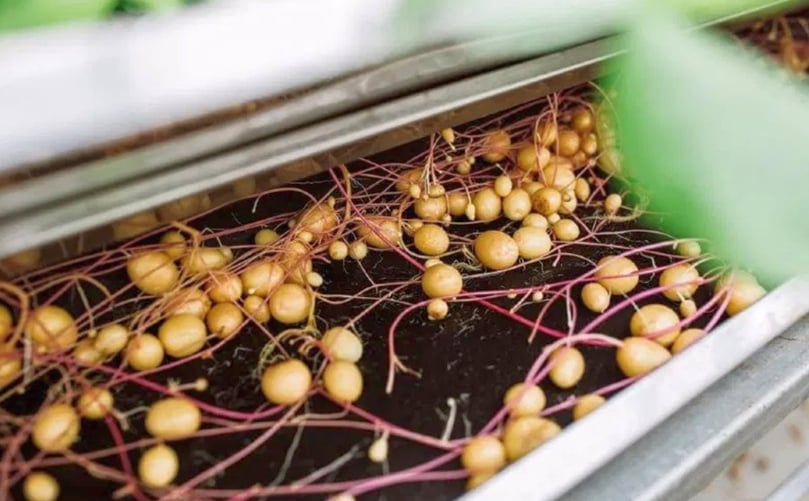 Aeroponic mini tubers harvest