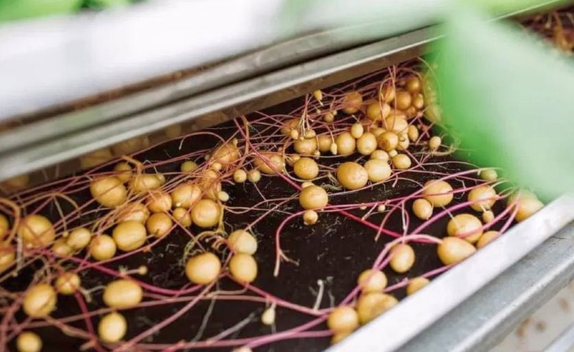 Tasmanian-based Agronico shifted focus to 'all things mini tubers and seed potatoes'.