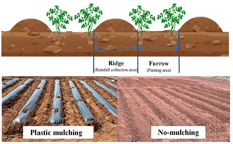 Row Planting of Potato Tubers with Proper Spacing