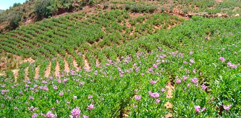 Pronóstico agroclimático para el cultivo de papas en Perú en el periodo julio-septiembre.