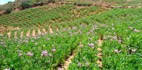 Pronóstico agroclimático para el cultivo de papas en Perú en el periodo julio-septiembre.