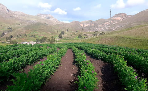 Agro-climatic risk forecast for potato cultivation Agro-climatic risk forecast for potato cultivation