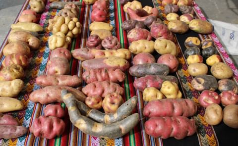 Arequipa: ¡Todo listo para el Festival Nacional de la Papa y el Maíz! Arequipa: ¡Todo listo para el Festival Nacional de la Papa y el Maíz!