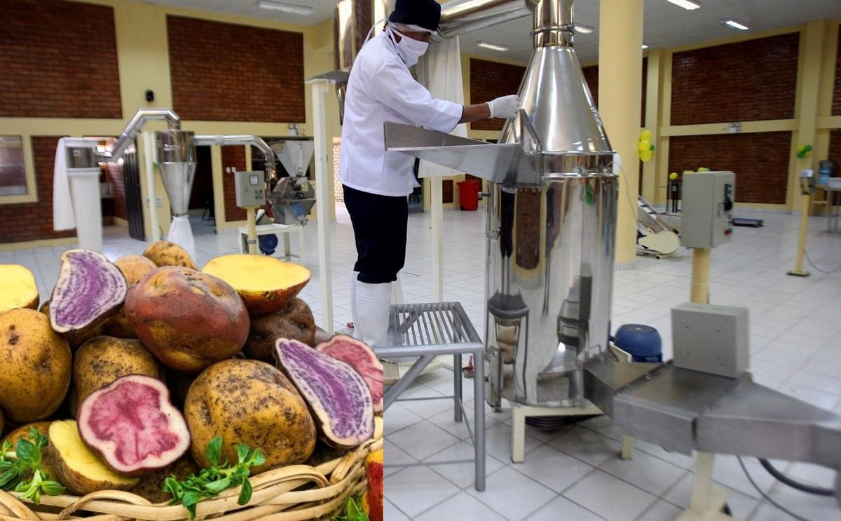 Perú solo procesa el 10 % de su producción de papa Perú solo procesa el 10 % de su producción de papa