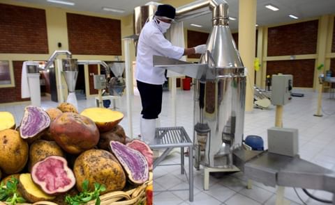 Perú solo procesa el 10 % de su producción de papa Perú solo procesa el 10 % de su producción de papa