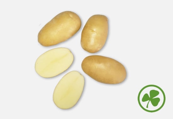 Agroplant's potato variety Metro is a medium late variety producing very uniform tubers that are long oval and are suitable for French fries. The variety provides an excellent yield and has a high dry matter content. Suitable for cultivation in all climates(!) Agroplant's potato variety Metro is a medium late variety producing very uniform tubers that are long oval and are suitable for French fries. The variety provides an excellent yield and has a high dry matter content. Suitable for cultivation in all climates(!)