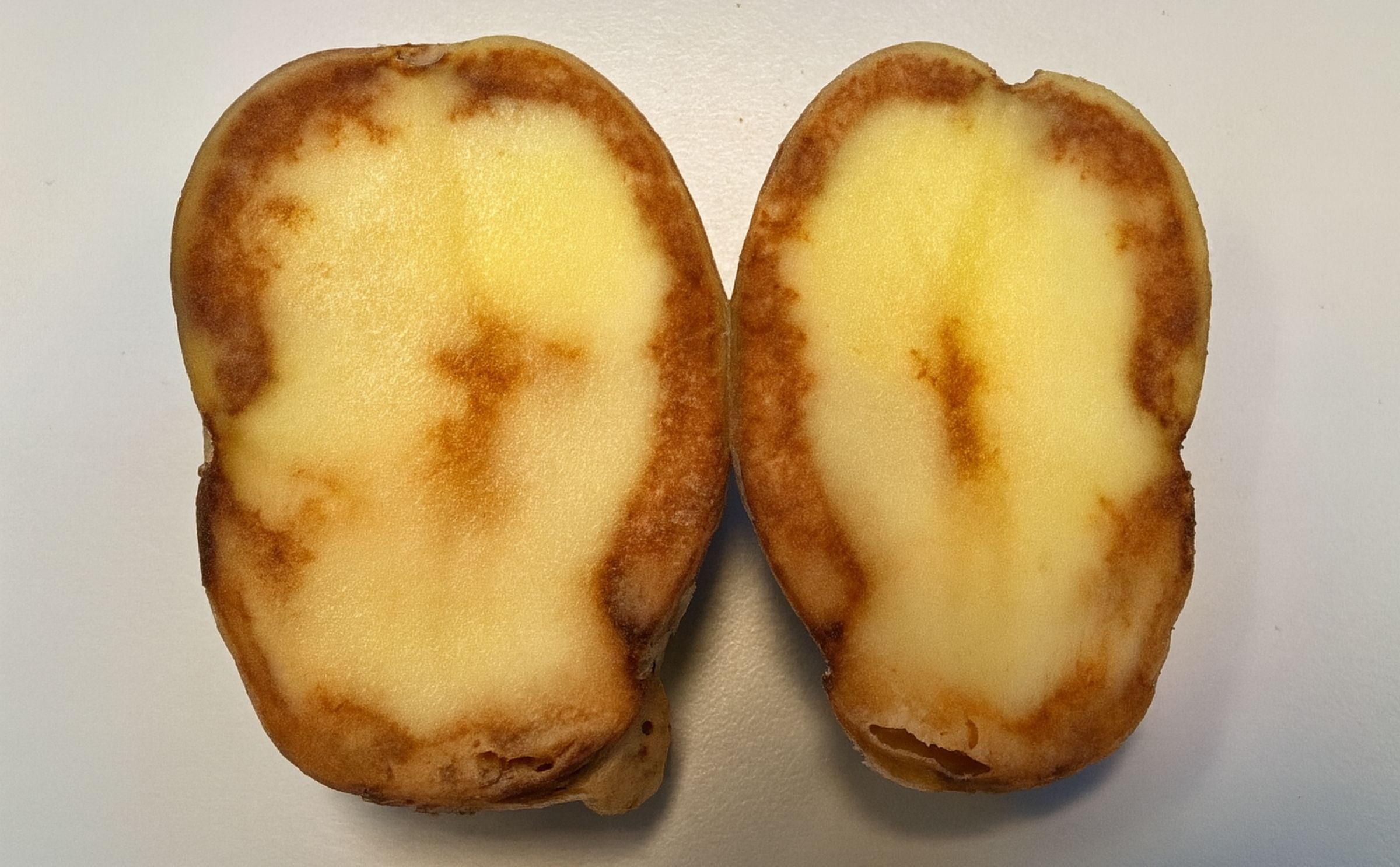 Potato tuber with extensive blight infection
