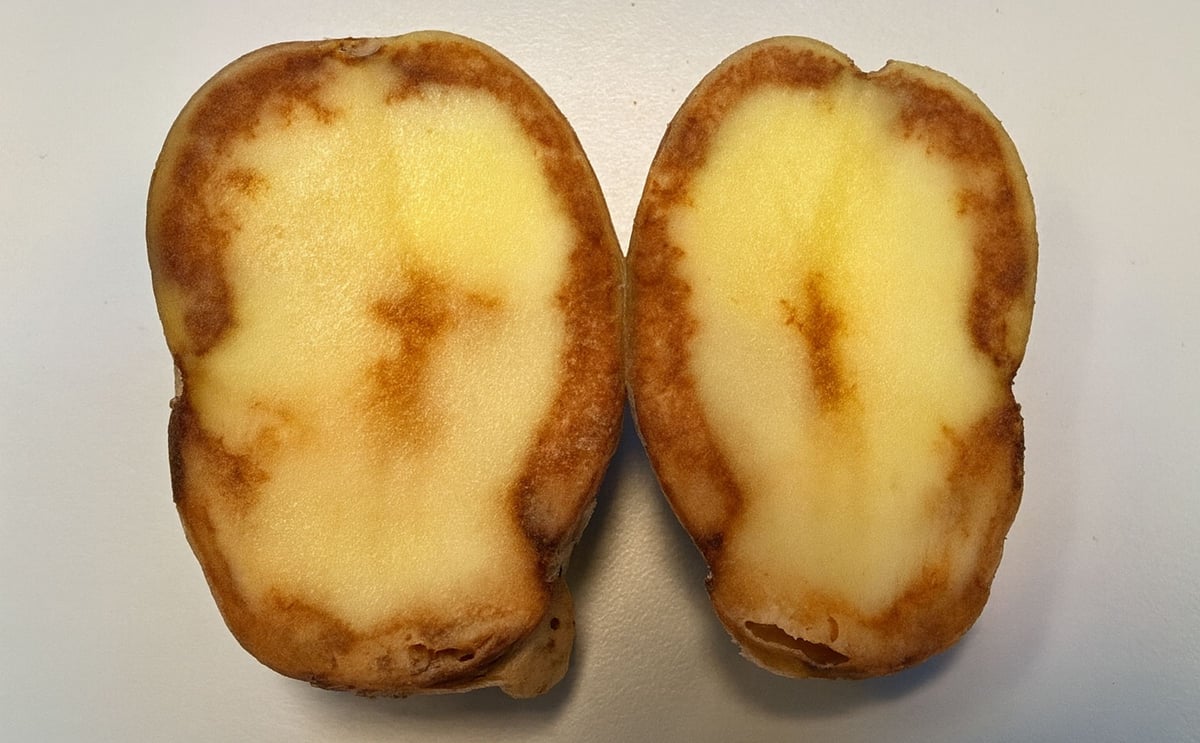 Potato tuber with extensive blight infection Potato tuber with extensive blight infection