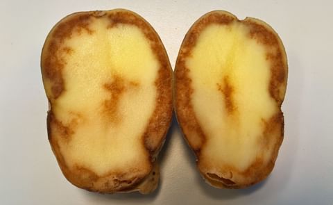 Potato tuber with extensive blight infection Potato tuber with extensive blight infection