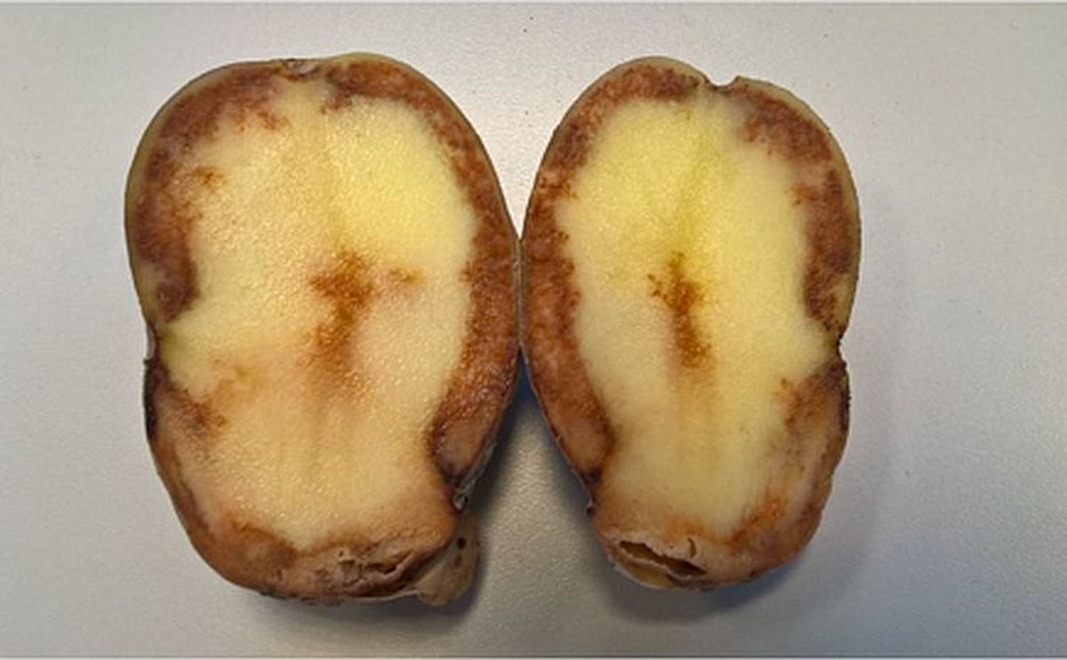 Potato tuber with extensive blight infection Potato tuber with extensive blight infection
