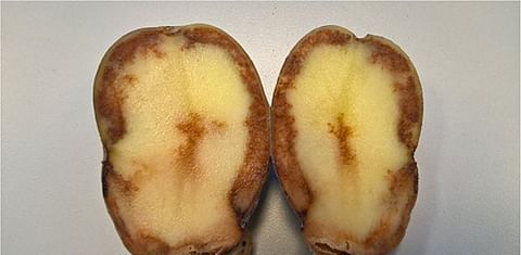 Potato tuber with extensive blight infection
