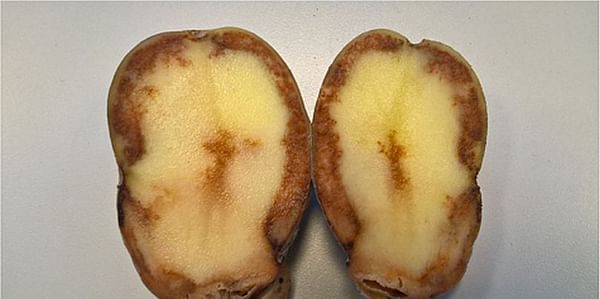 Potato tuber with extensive blight infection