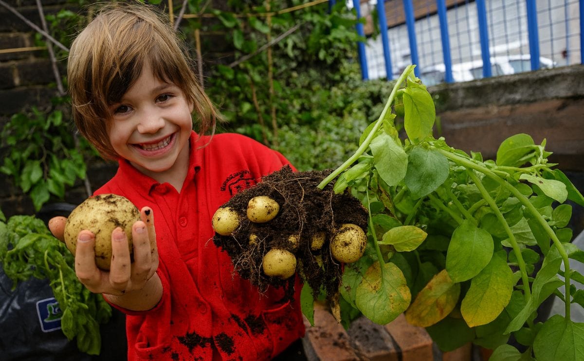 The "Grow Your own Potatoes" project teaches almost 2 million primary school children in the United Kingdom how potatoes grow and how they fit in to a healthy balanced diet.
