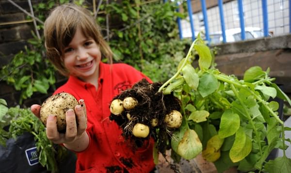 UK Potato Industry urged to back Grow Your Own Potatoes education project