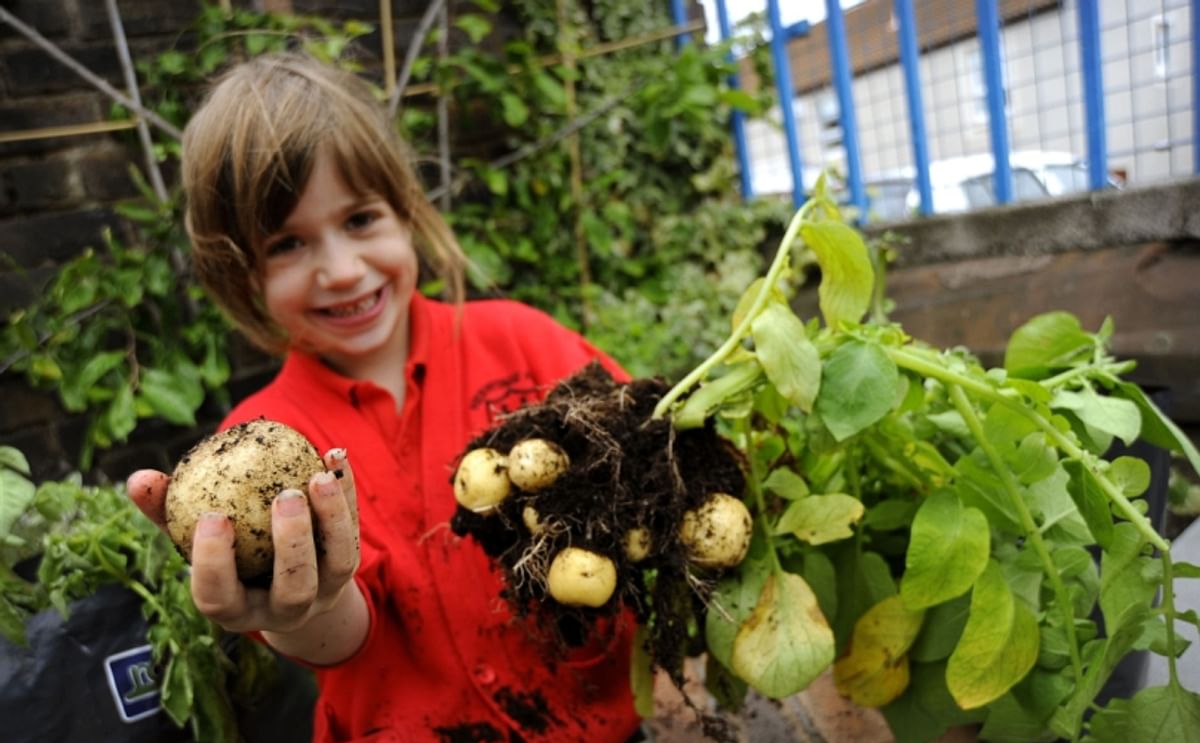 The "Grow Your own Potatoes" project teaches almost 2 million primary school children in the United Kingdom how potatoes grow and how they fit in to a healthy balanced diet.