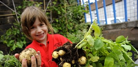 UK Potato Industry urged to back Grow Your Own Potatoes education project