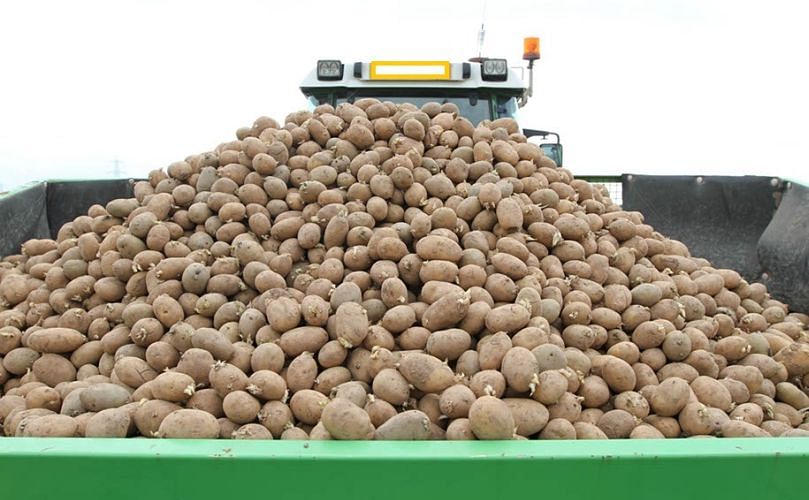 Seed spacing needs to be widened to achieve the optimum size specification. Seed spacing needs to be widened to achieve the optimum size specification.
