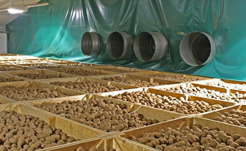 The latest estimates from the Agriculture and Horticulture Development Board (AHDB) show British potato stock levels were down 13 per cent on the five-year average. The latest estimates from the Agriculture and Horticulture Development Board (AHDB) show British potato stock levels were down 13 per cent on the five-year average.