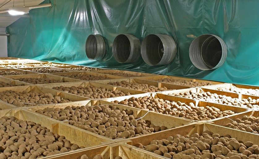The latest estimates from the Agriculture and Horticulture Development Board (AHDB) show British potato stock levels were down 13 per cent on the five-year average.