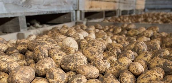 Weight loss and compression damage in potato storage