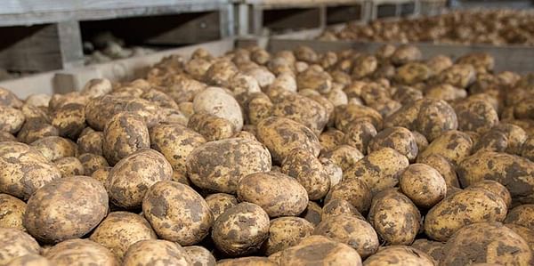 Weight loss and compression damage in potato storage
