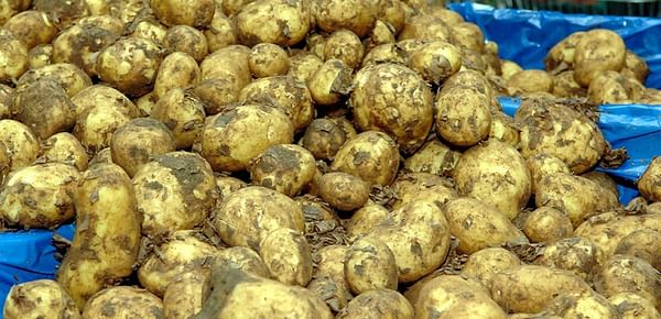 Potato prices in the United Kingdom have risen sharply