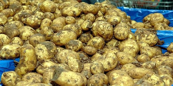 Potato prices in the United Kingdom have risen sharply
